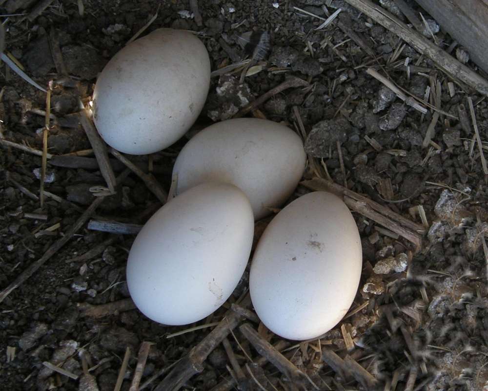 Eggs<br>(Location of Picture: Farm, Okanogan, Washington, USA,'10)
