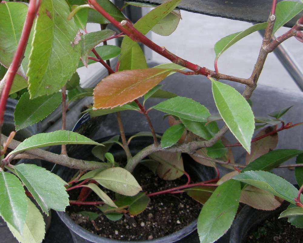 Stem<br>(Location of Picture: Commercially Grown, Wa., 2010)