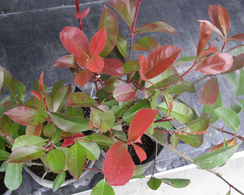 Leaves<br>(Location of Picture: Commercially Grown, Wa., 2010)