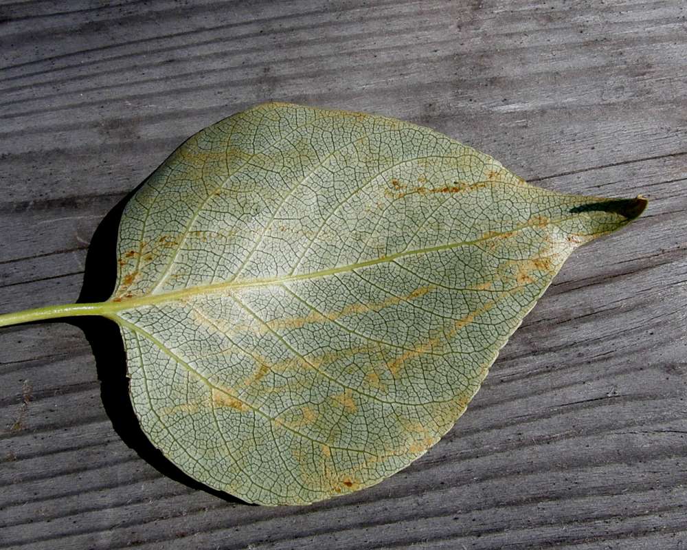 Leaf Ventral<br>(Location of Picture: Okanogan, Washington, USA, 2010)