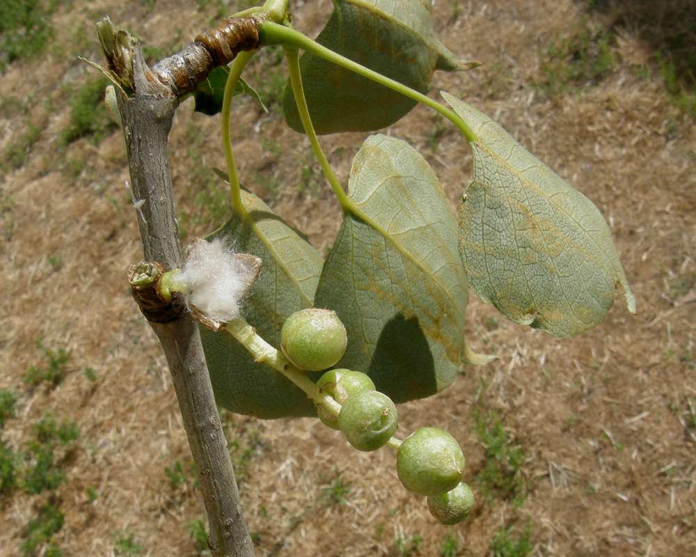 Twig<br>(Location of Picture: Okanogan, Washington, USA, 2010)