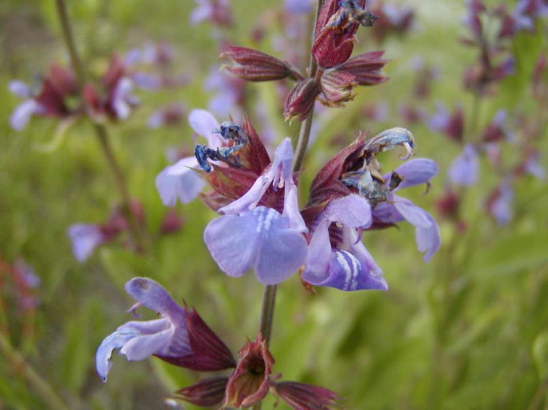 Flower - Front View<br>(Location of Picture: Garden, Okanogan, Wa., USA, 2010)