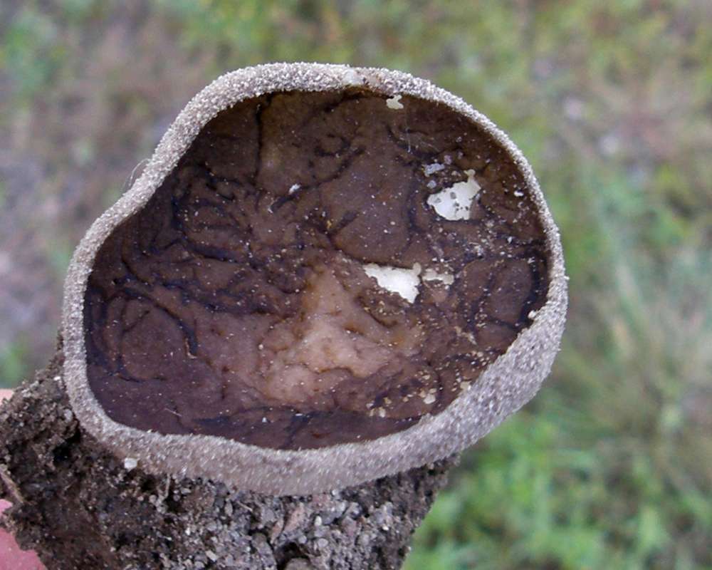 Top View<br>(Location of Picture: Okanogan, Wa., USA, 2010)