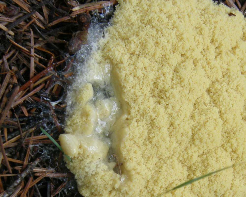 Close View<br>(Location of Picture: Conconully, Washington, USA, 2010)