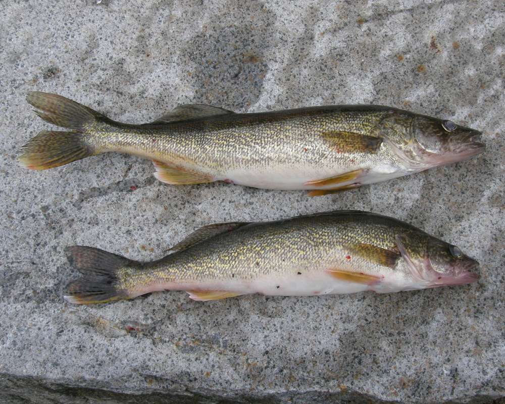 Recent Catch<br>(Location of Picture: Banks Lake, Washington, USA, 2010)