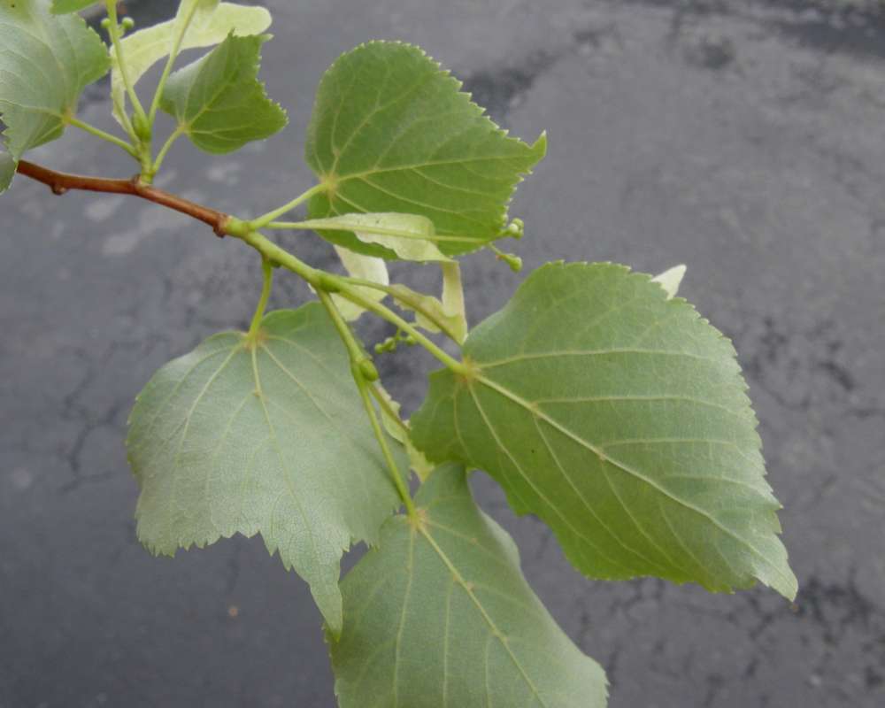 Leaves<br>(Location of Picture: Omak, Washington, USA, 2010)