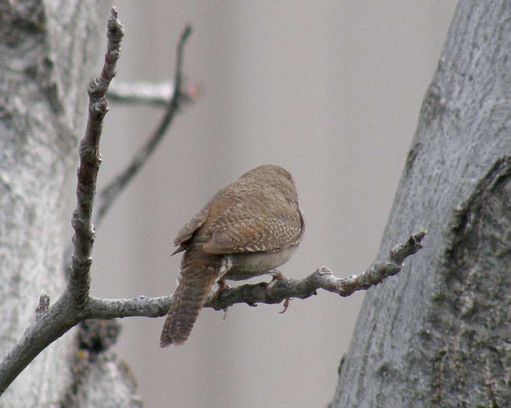 Back View<br>(Location of Picture: Okanogan, Wa.., USA, 2010)