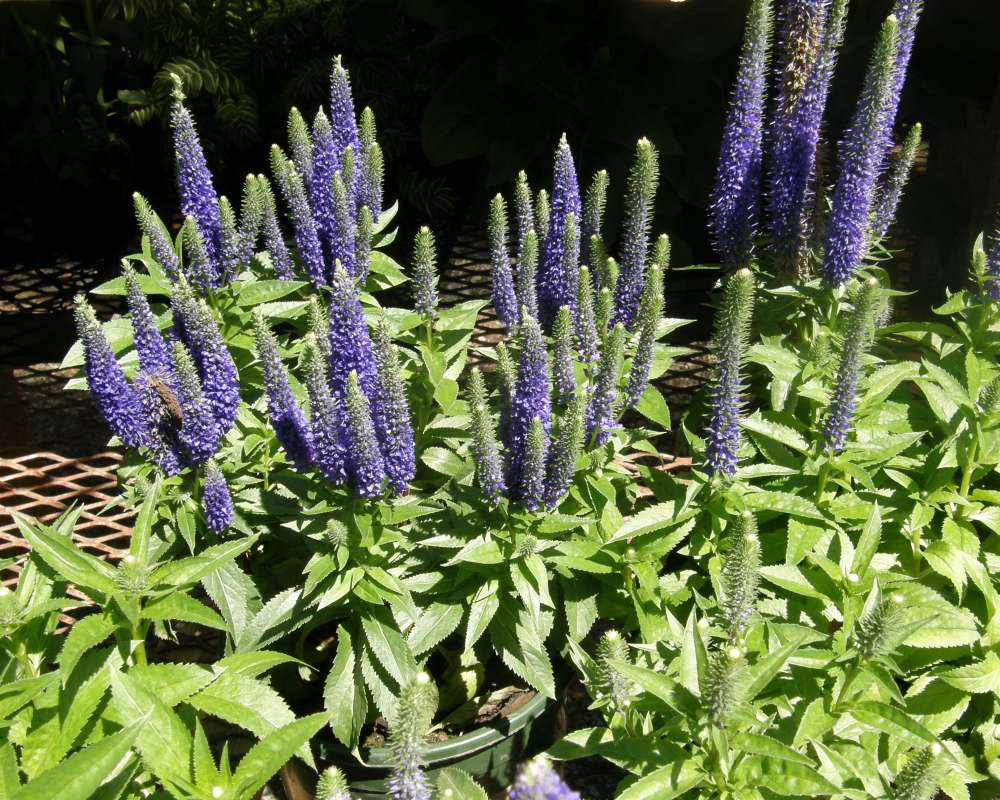 Garden View<br>(Location of Picture: Shady Creek, Washington, USA, 2010)