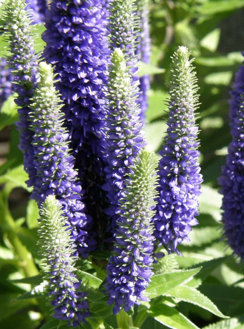 Top of Plants in Bloom - Blue Form<br>(Location of Picture: Shady Creek, Washington, USA, 2010)