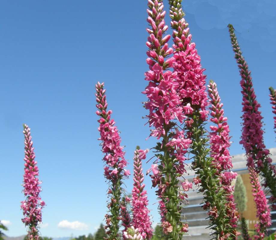 Top of Plant in Bloom - Pink Form<br>(Location of Picture: Shady Creek, Washington, USA, 2010)