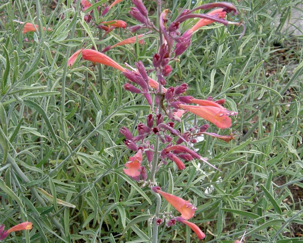 Flowers and Leaves<br>(Location of Picture: Shady Creek, Washington, USA, 2010)