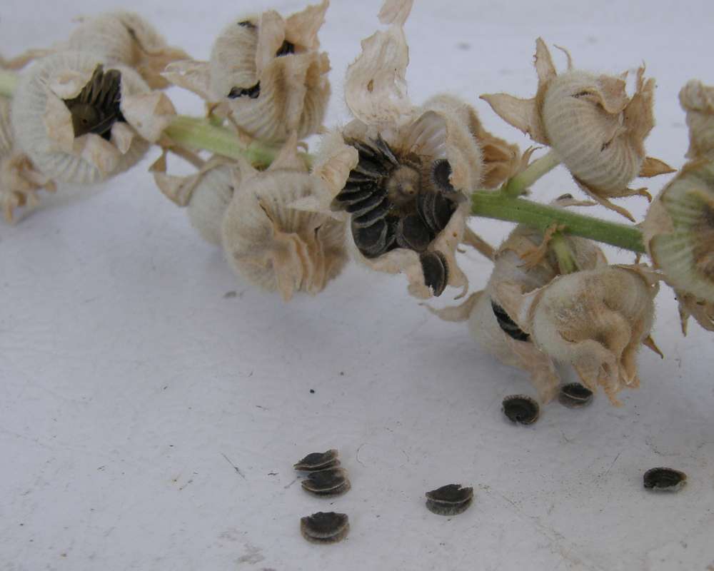Seeds<br>(Location of Picture: Garden, Okanogan, Wa., USA, 2010)