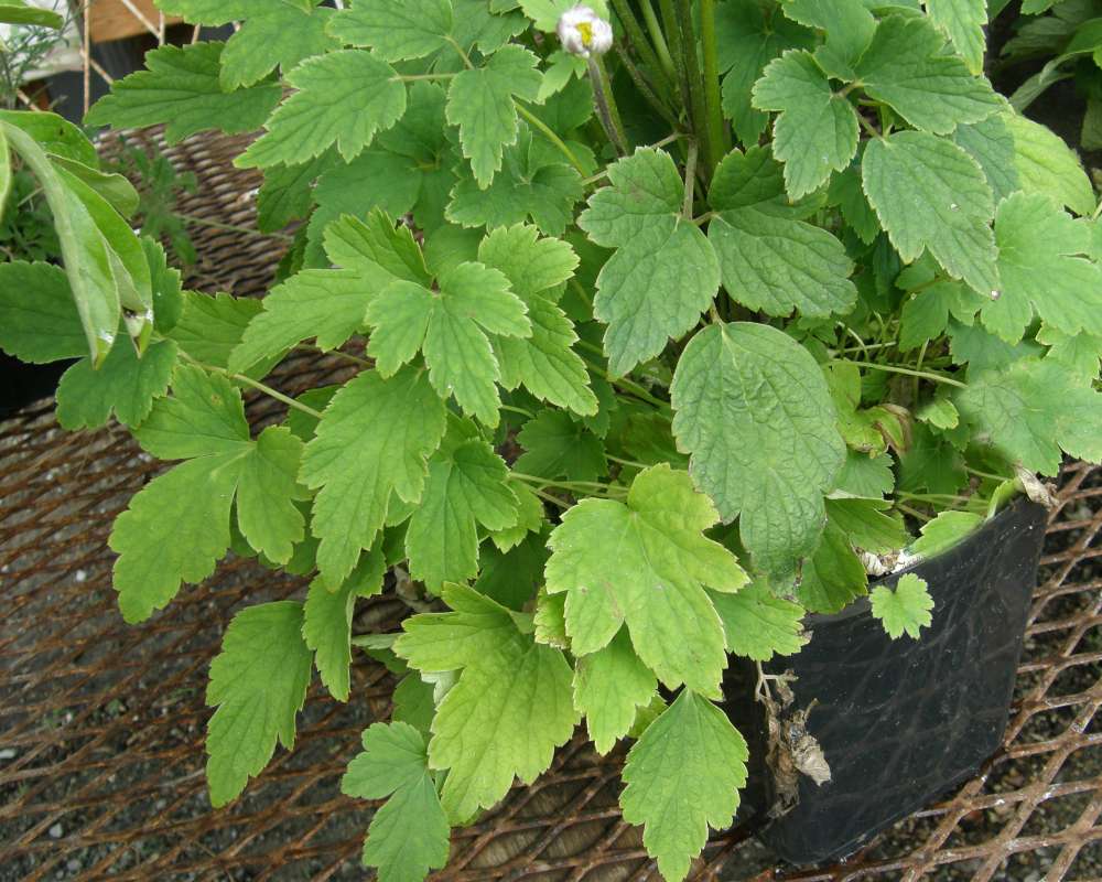 Leaves<br>(Location of Picture: Shady Creek, Washington, USA, 2010)