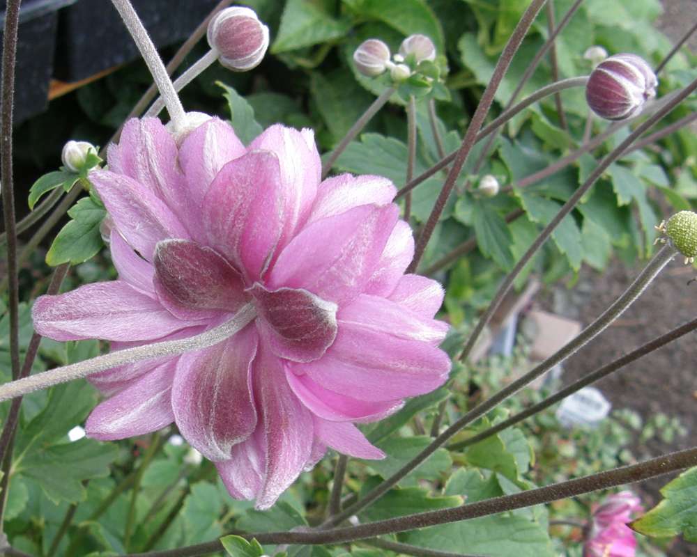 Flower - Rear View<br>(Location of Picture: Shady Creek, Washington, USA, 2010)