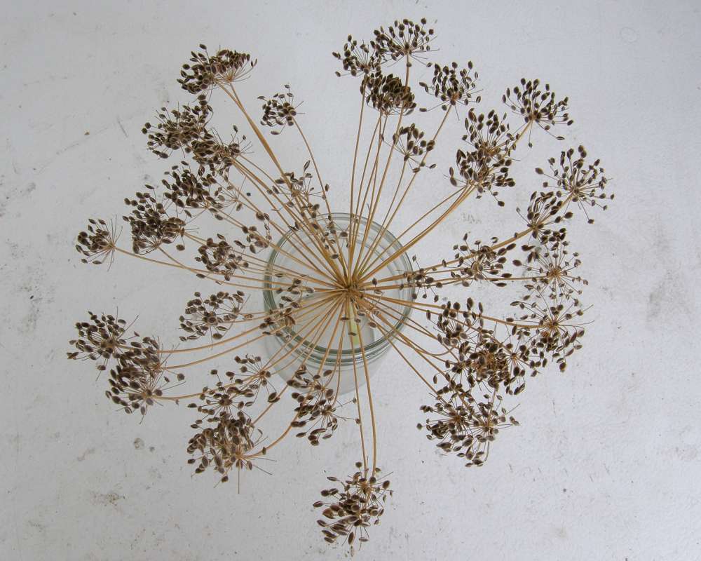Top of Plant in Seed<br>(Location of Picture: Okanogan, Washington, USA, 2010)