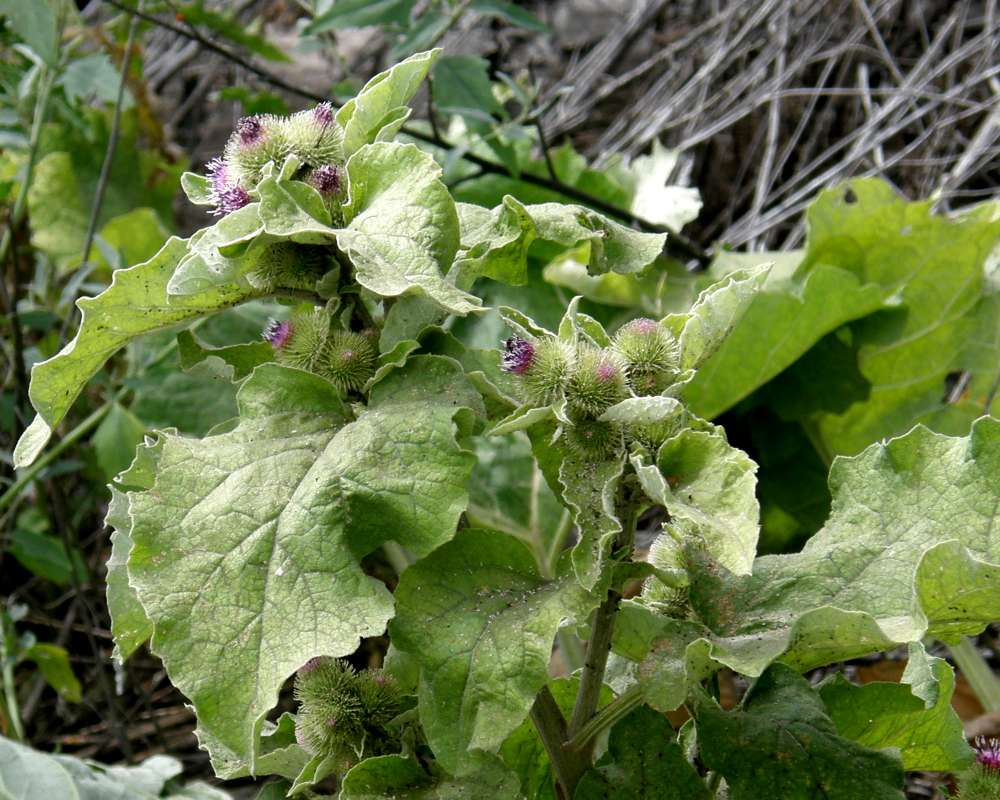 Top of Plant in Bloom<br>(Location of Picture: Okanogan, Washingotn, USA, 2010)