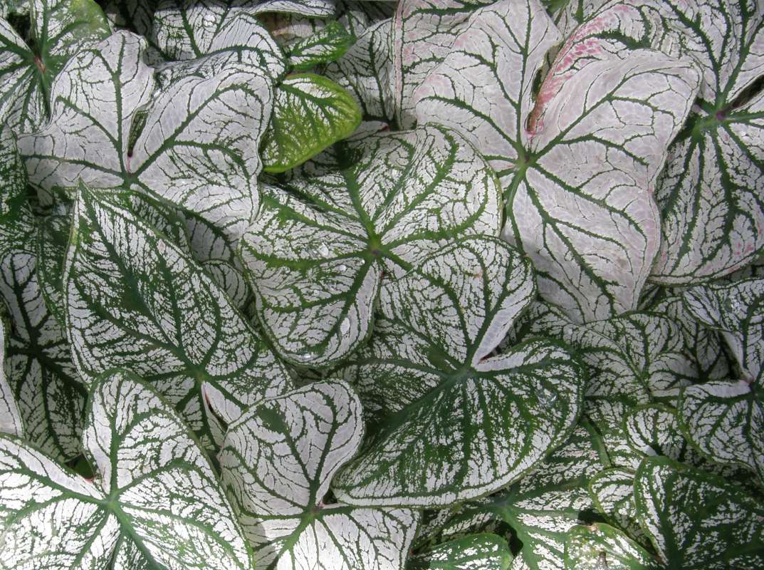 White Leaves with Green Veins<br>(Location of Picture: Commercial, Washington, USA, 2010)