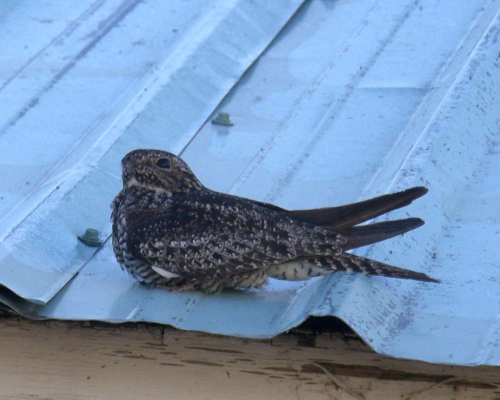 On Roof - Close View<br>(Location of Picture: Okanogan, Washington, USA, 2010)
