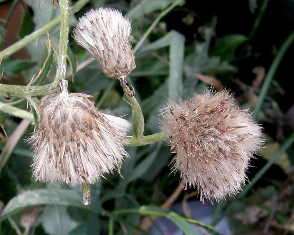 Seed Heads<br>(Location of Picture: Okanogan, Washington, USA, Aug 2010)