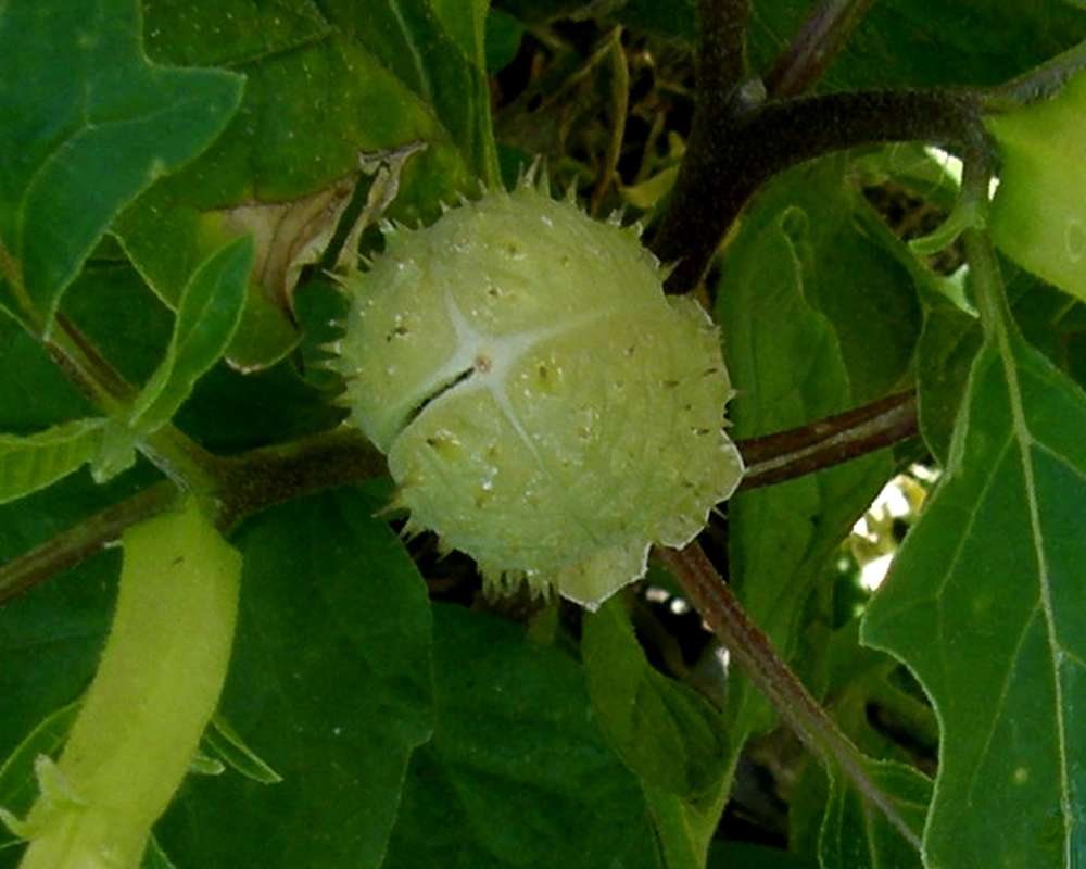 Fruit - Close View<br>(Location of Picture: Garden, Okanogan, Wa.,, USA,  2010)