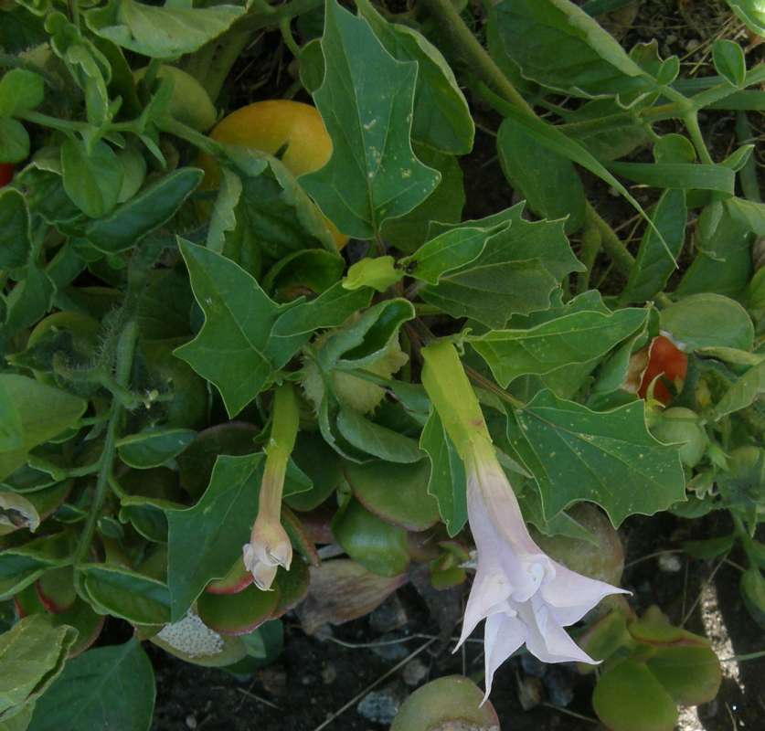 Flower - Side View<br>(Location of Picture: Garden, Okanogan, Wa.,, USA,  2010)