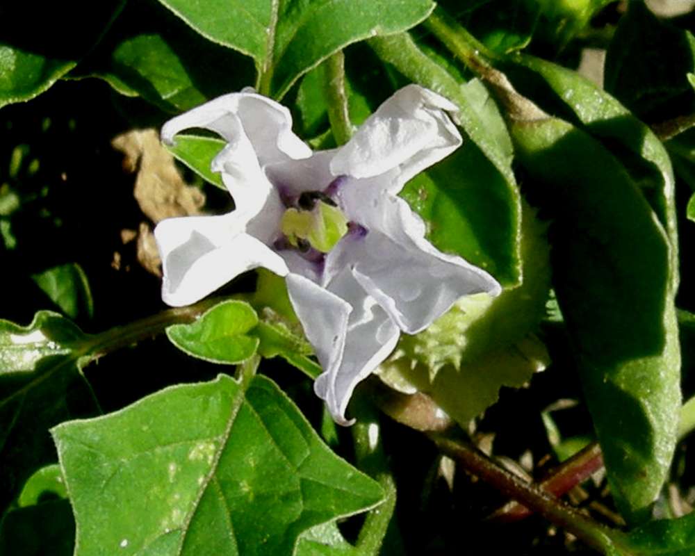 Flower - Front View<br>(Location of Picture: Garden, Okanogan, Wa.,, USA,  2010)