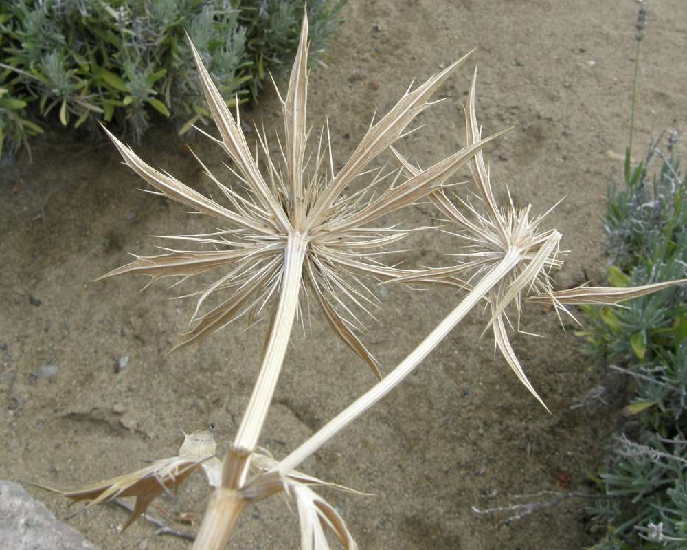 Seed Heads<br>(Location of Picture: Shady Creek, Washington, USA, 2010)