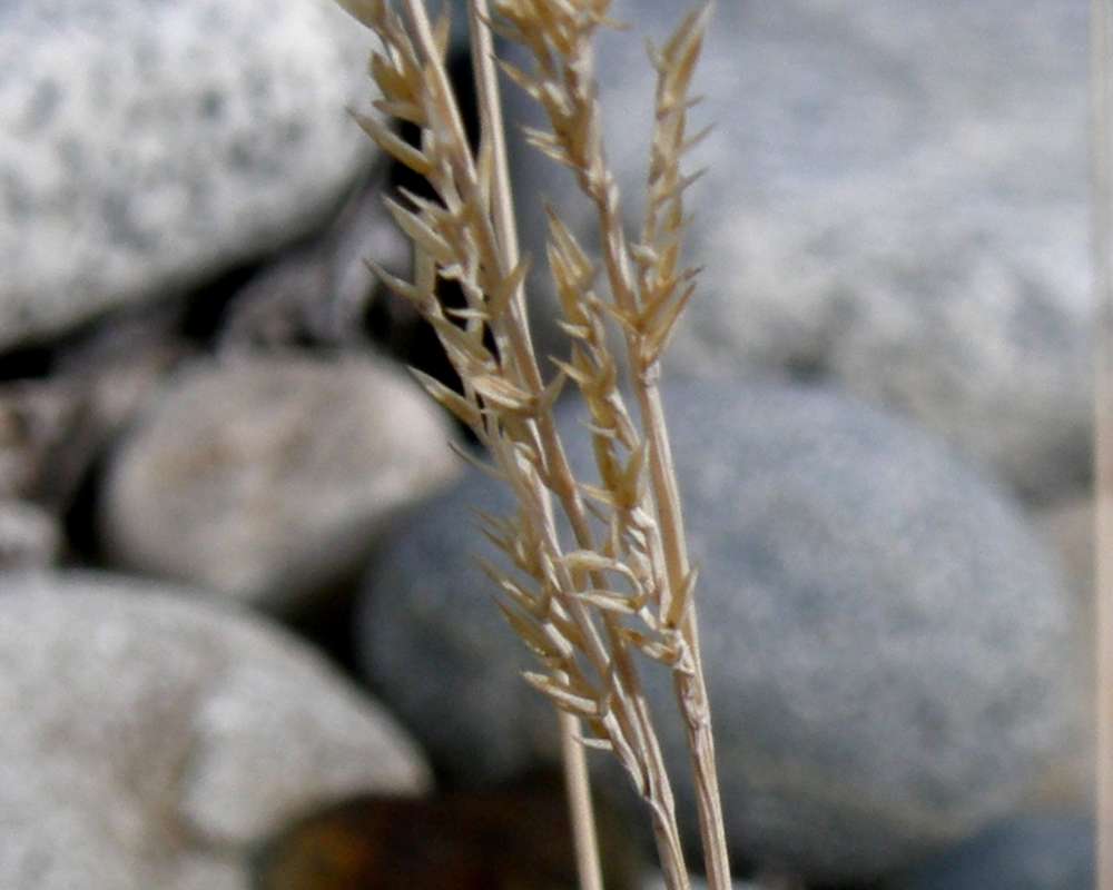 Raceme - Close View<br>(Location of Picture: Okanogan, Washington, USA, 2010)