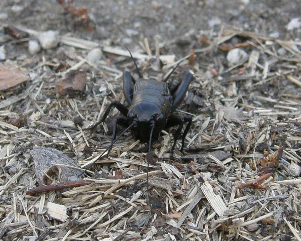 Front View<br>(Location of Picture: Okanogan, Washington, USA, 2010)