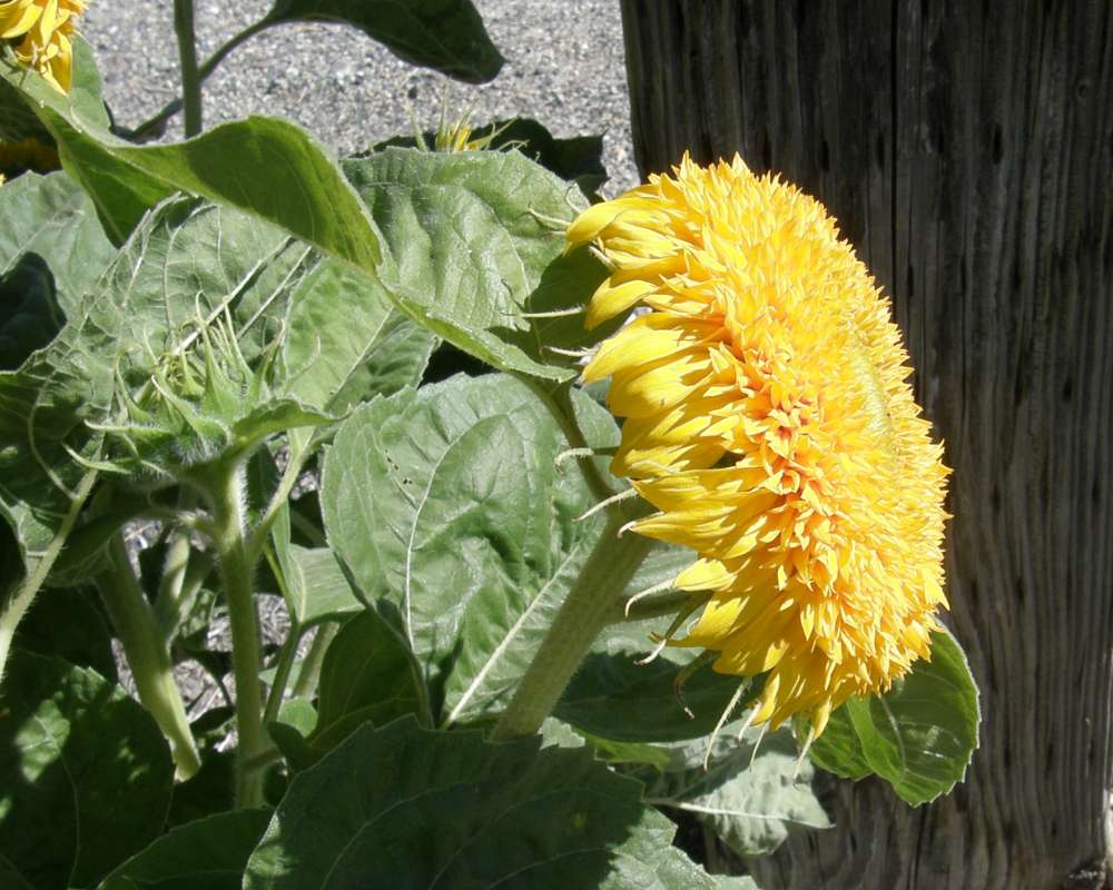 Flower - Side View<br>(Location of Picture: Garden, Okanogan, Wa., USA, 2010)