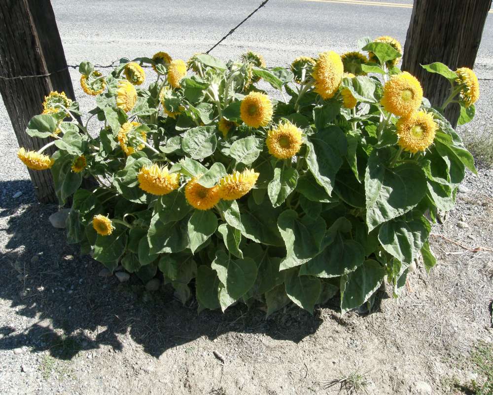 Garden View, Silhouette<br>(Location of Picture: Garden, Okanogan, Wa., USA, 2010)