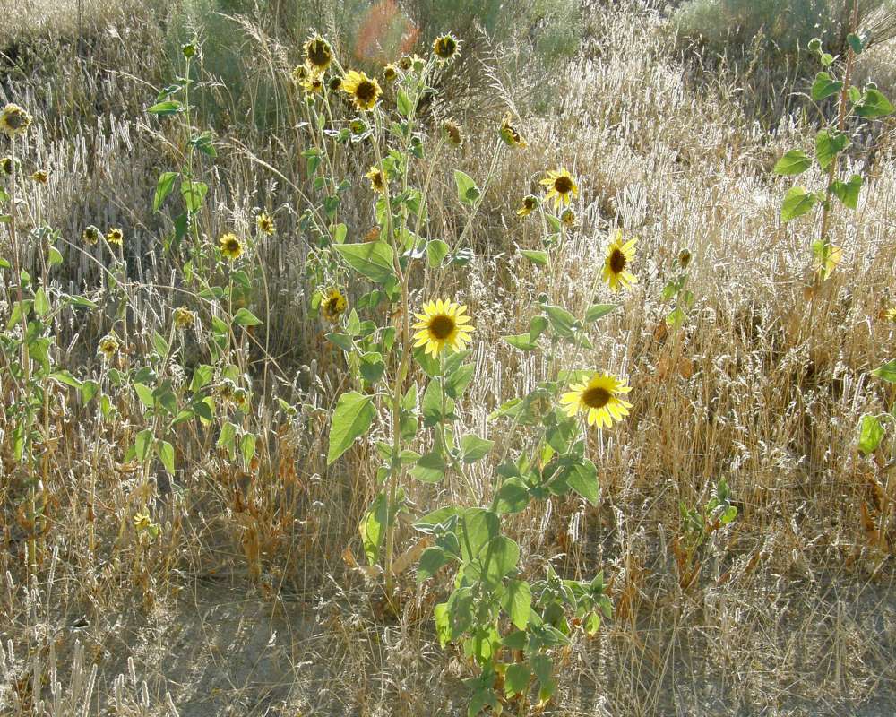 Habitat View<br>(Location of Picture: Okanogan, Wa., USA, 2010)