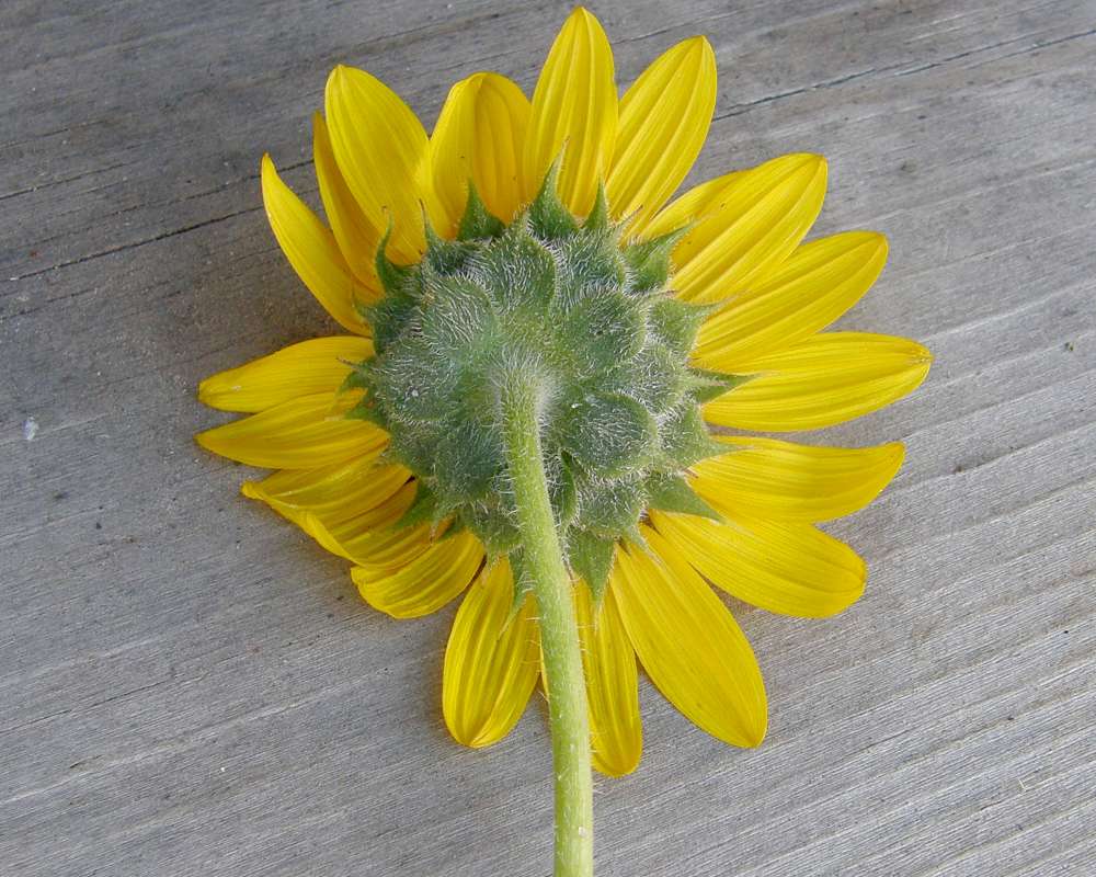 Flower - Rear View<br>(Location of Picture: Okanogan, Wa., USA, 2010)