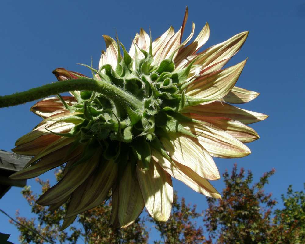 Flower - Rear View<br>(Location of Picture: Garden, Okanogan, Wa., USA, 2010)