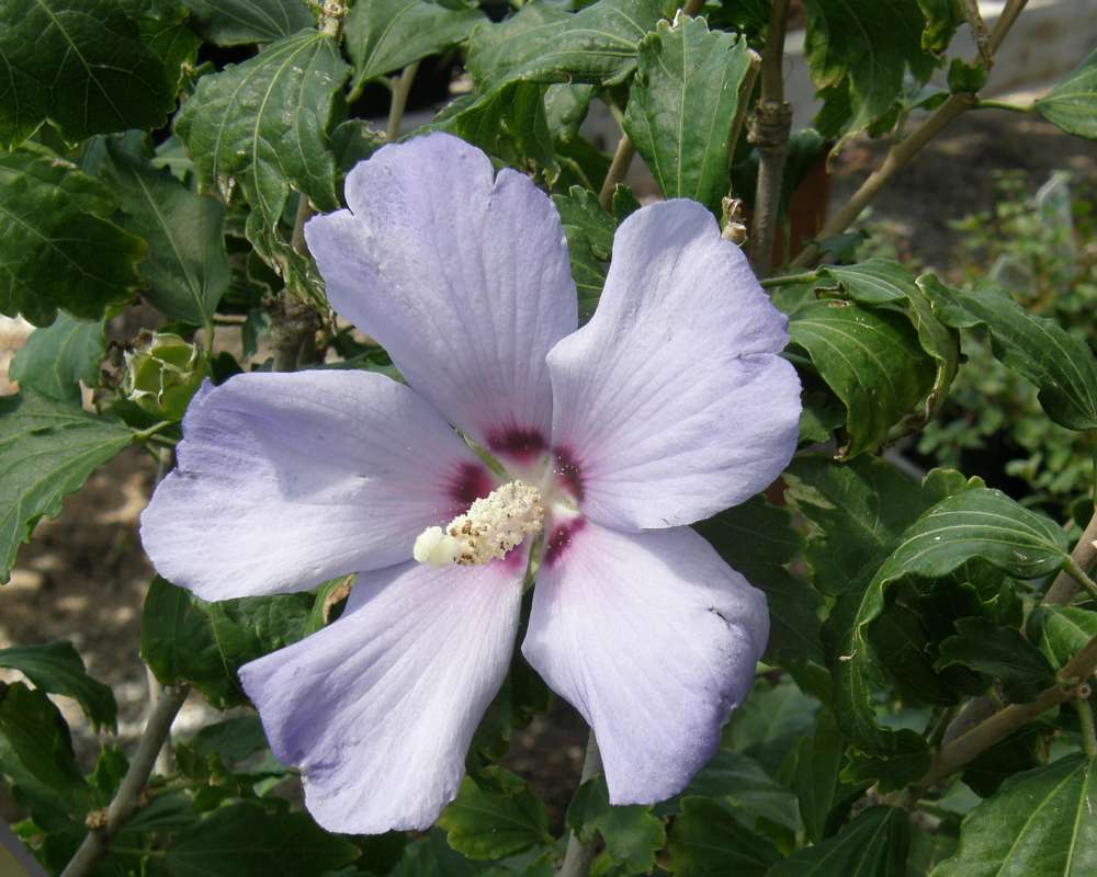 Flower Front - Lavender<br>(Location of Picture: Garden, Omak, Washington, USA, 2010)