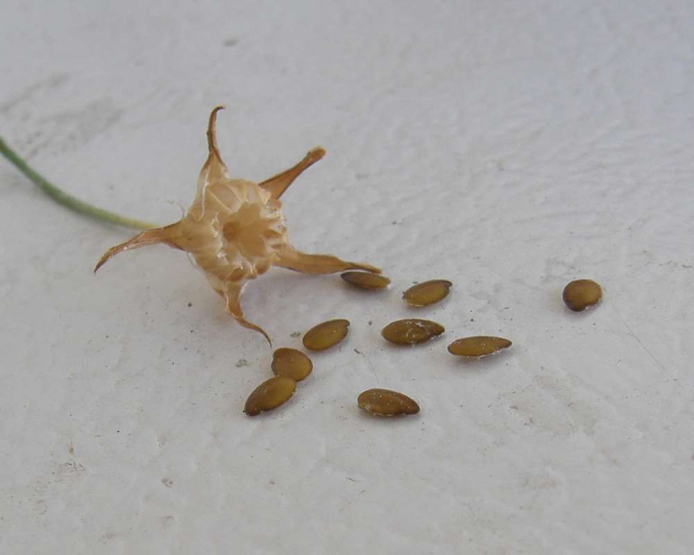 Seed Pod with Seeds<br>(Location of Picture: Garden, Okanogan, Wa., USA, 2010)