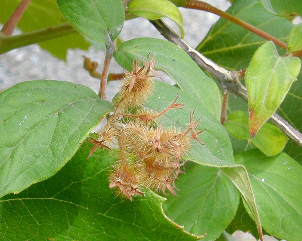 Seeds