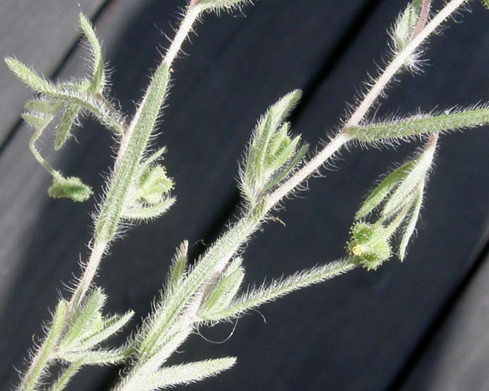 Stem and Leaves<br>(Location of Picture: Conconully, Wa., USA, 2010)