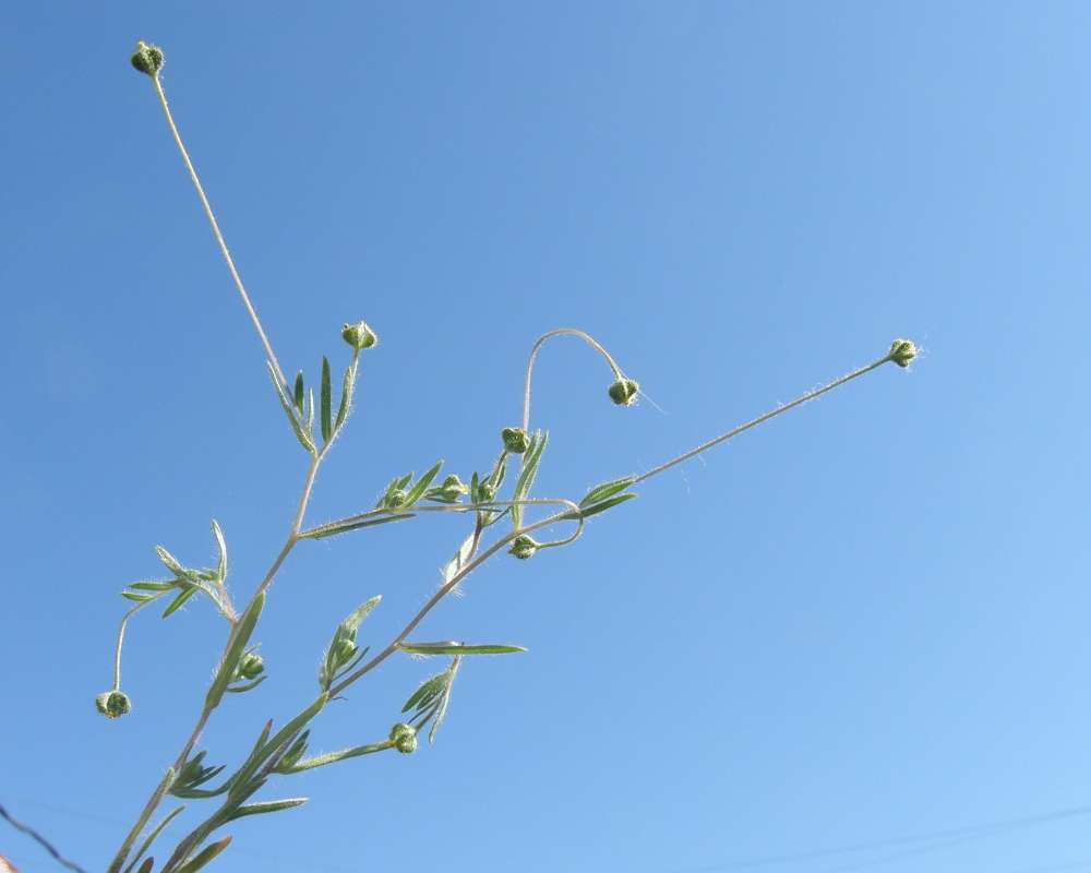 Top of Plant in Seed<br>(Location of Picture: Conconully, Wa., USA, 2010)