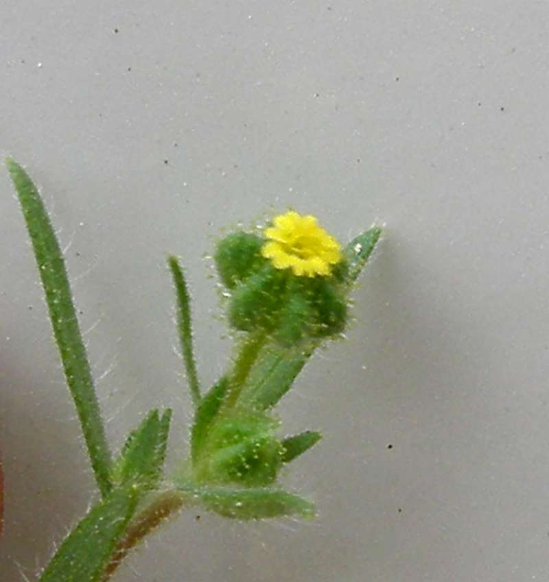 Top of Plant in Bloom<br>(Location of Picture: Conconully, Wa., USA, 2010)