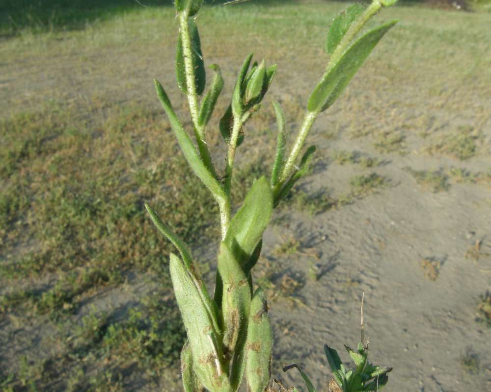 Leaf and Stem<br>(Location of Picture: Neville Ridge, Washington, USA, '10)