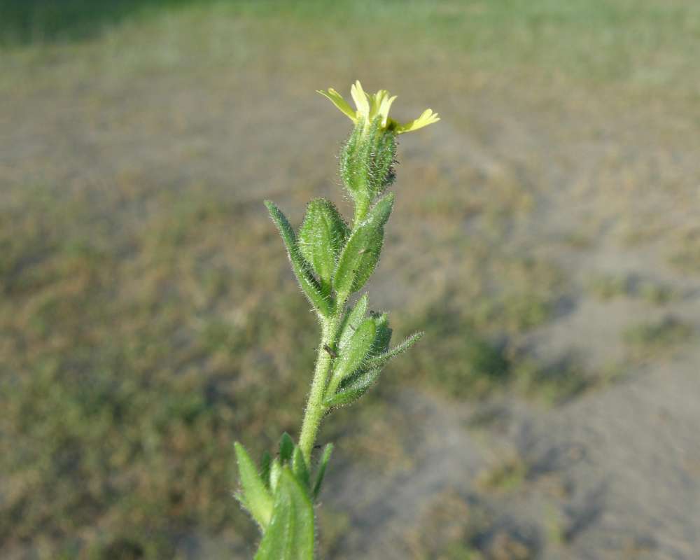 Flower - Side View<br>(Location of Picture: Neville Ridge, Washington, USA, '10)
