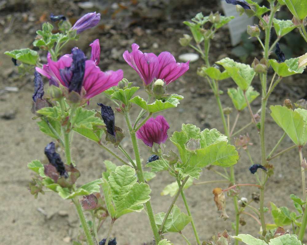 Top of Plant in Bloom<br>(Location of Picture: Shady Creek, Washington, USA, 2010)