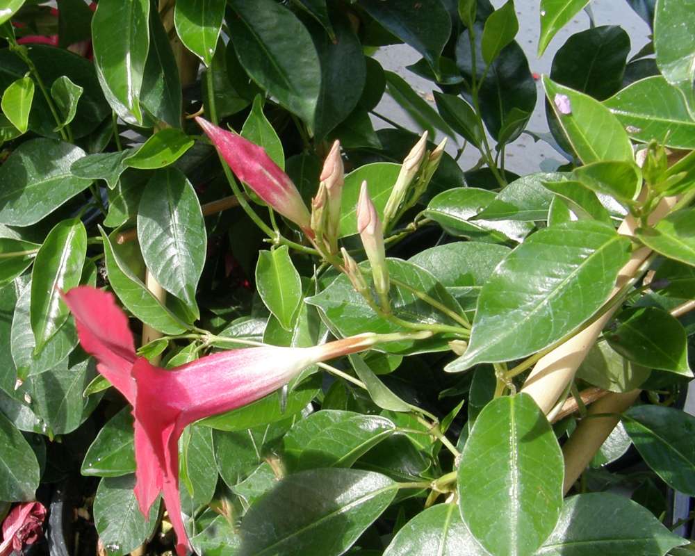 Flower - Side<br>(Location of Picture: Commercial, Washington, USA, 2010)