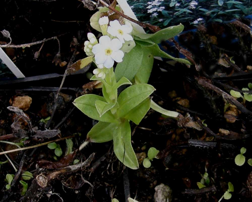 Top of Plant in Bloom<br>(Location of Picture: Shady Creek, Washington, USA, 2010)