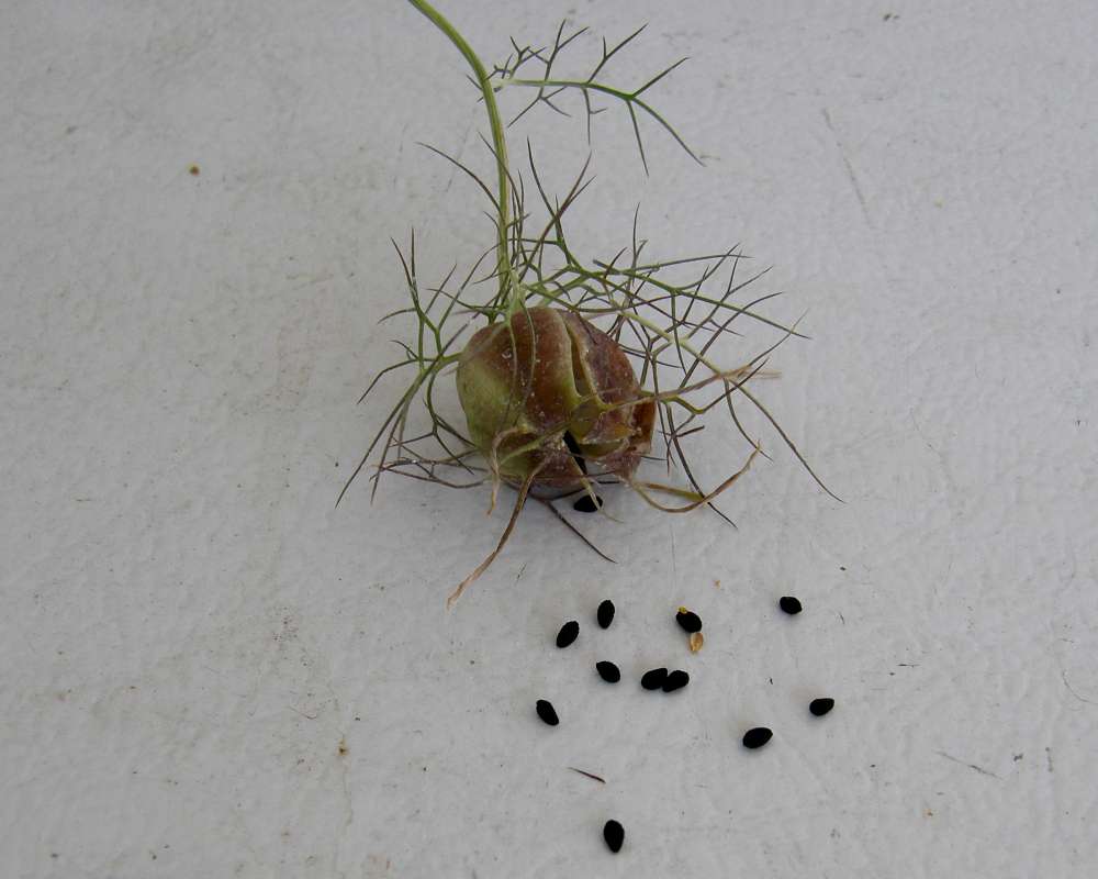 Seed Pod and Seeds<br>(Location of Picture: Garden, Okanogan, Wa., USA, 2010)