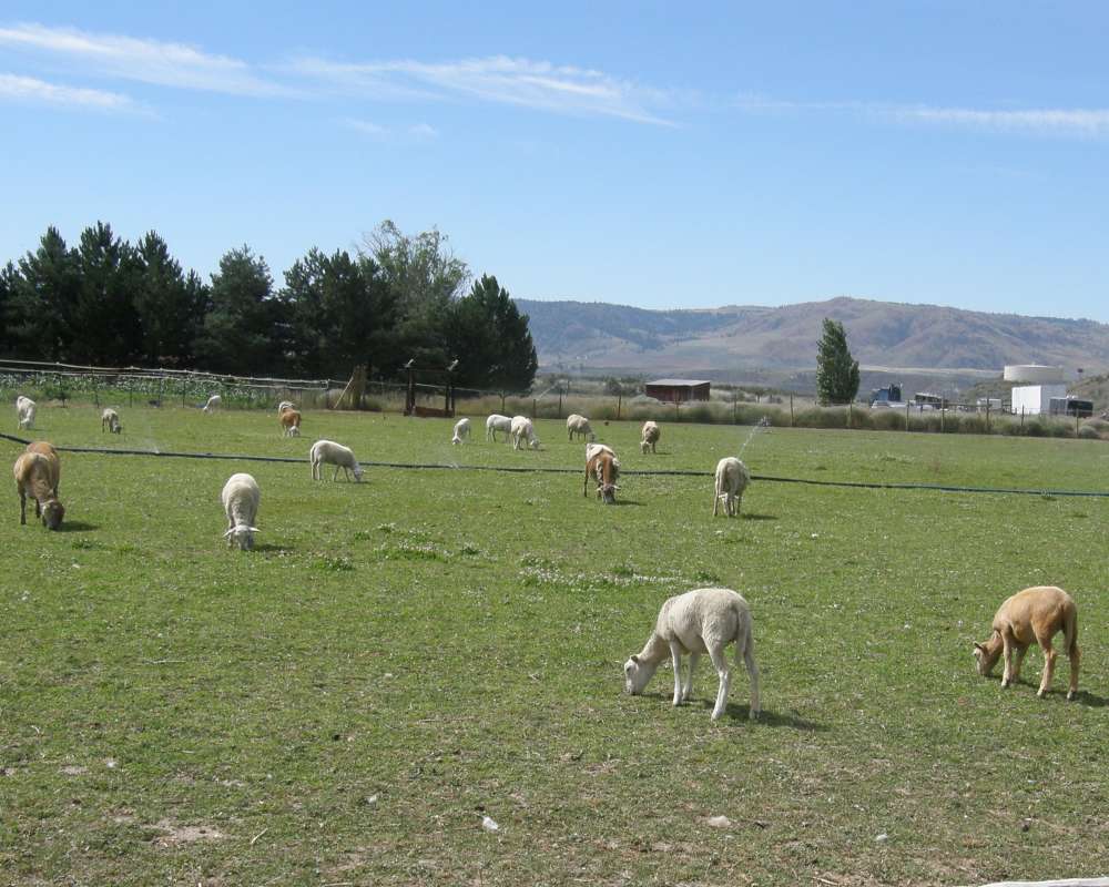 Sheep Ranch<br>(Location of Picture: Omak, Washington, USA, 2010)