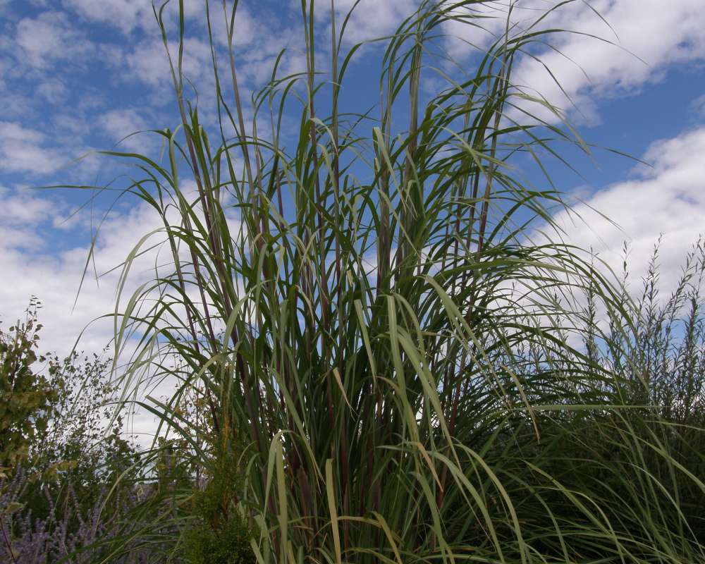 Silhouette<br>(Location of Picture: Shady Creek, Washington, USA, 2010)