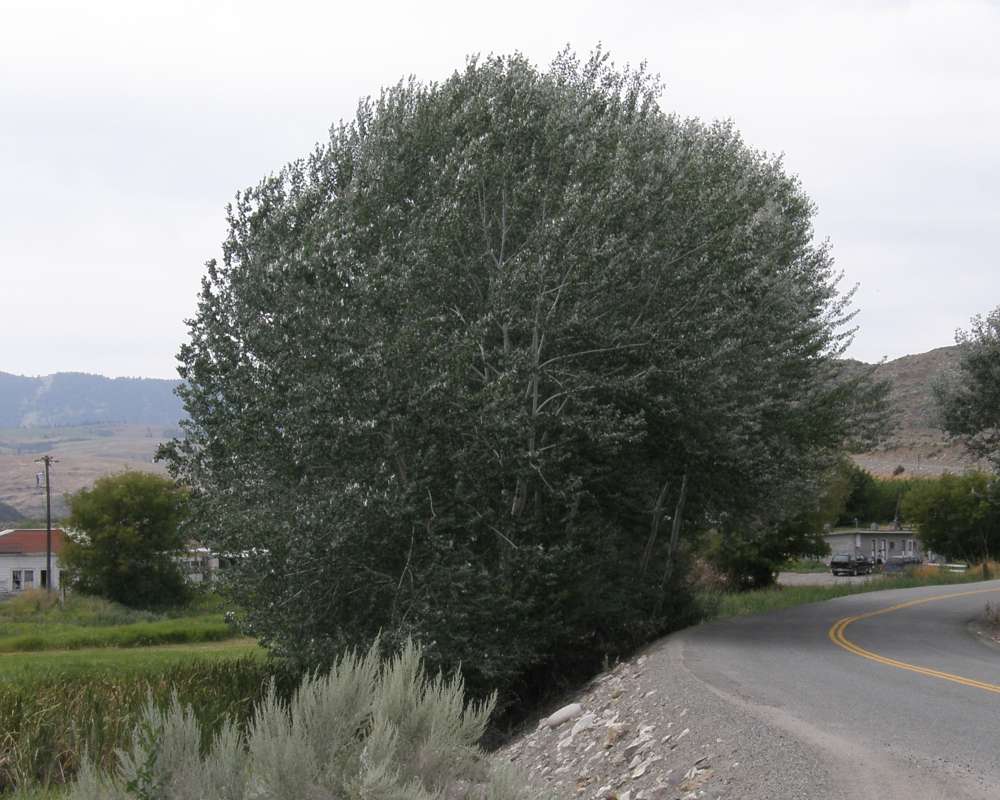 Silhouette<br>(Location of Picture: Okanogan, Wa., USA, 2010)