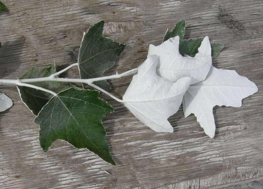Leaves<br>(Location of Picture: Okanogan, Wa., USA, 2010)